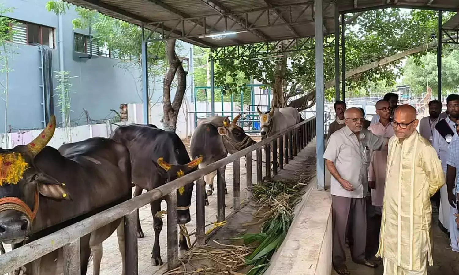 Andhra: टीटीडी के अतिरिक्त ईओ ने एसवी गोसंरक्षण शाला को 5 देशी गायें दान कीं Andhra: टीटीडी के अतिरिक्त ईओ ने एसवी गोसंरक्षण शाला को 5 देशी गायें दान कीं