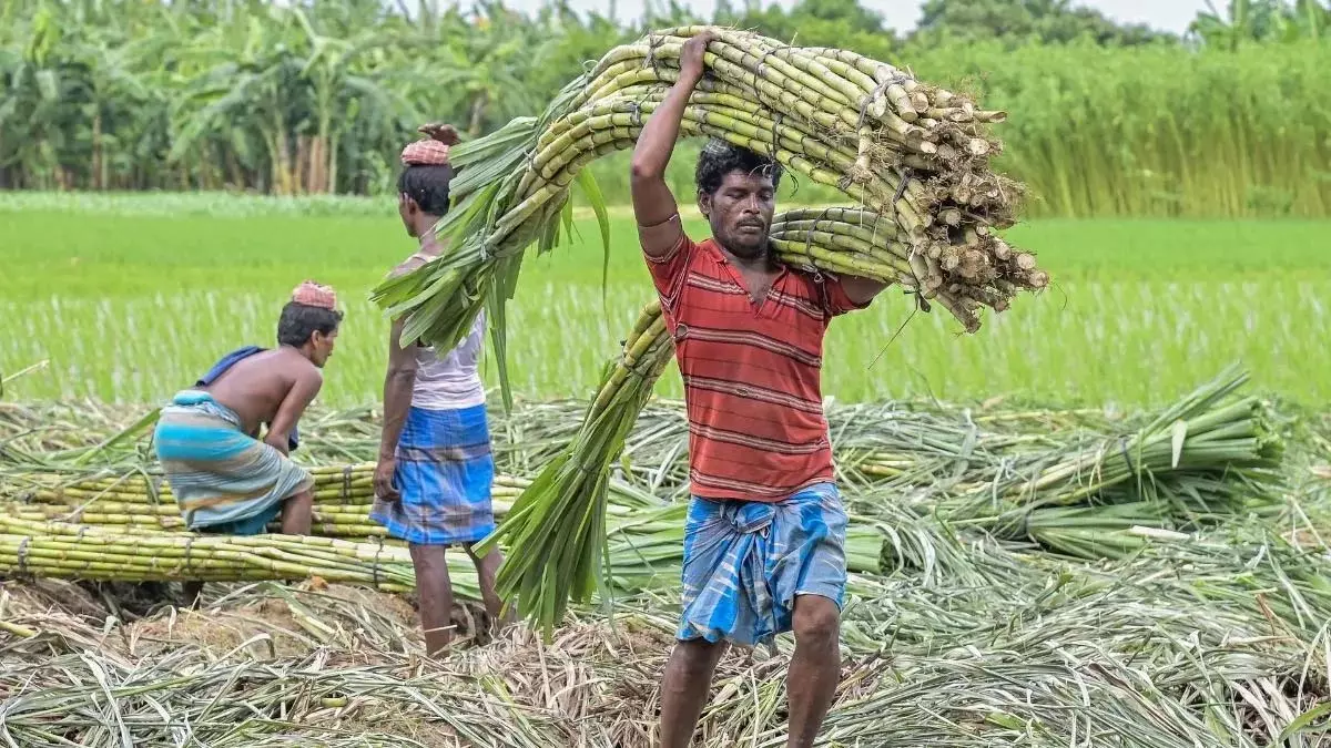 गन्ना मूल्य में छत्तीसगढ़ देश में नंबर वन, किसानों को अब 425 रुपये प्रति क्विंटल की दर से होगा भुगतान गन्ना मूल्य में छत्तीसगढ़ देश में नंबर वन, किसानों को अब 425 रुपये प्रति क्विंटल की दर से होगा भुगतान