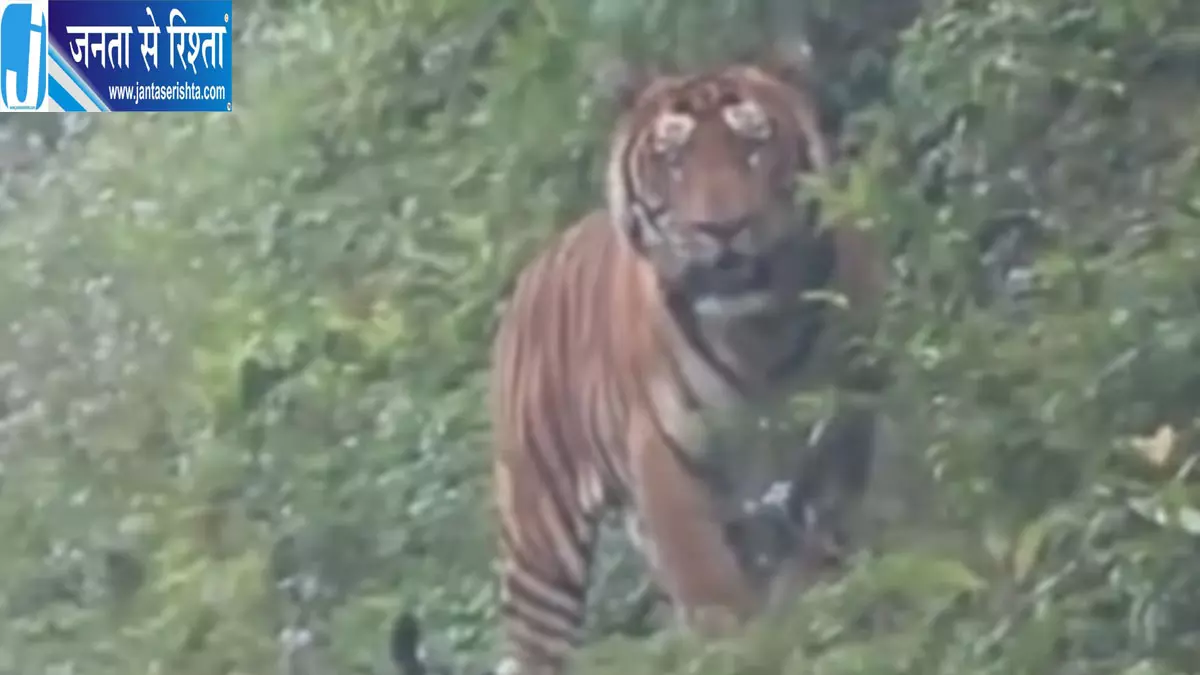 अरुणाचल की सड़क पर दिखा बाघ, दोपहिया वाहनों पर रोक अरुणाचल की सड़क पर दिखा बाघ, दोपहिया वाहनों पर रोक