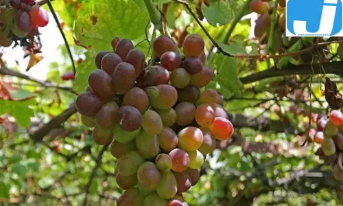 सेब की घाटी में अंगूरों का गांव, रेपोरा की खेती ने बनाई अलग पहचान