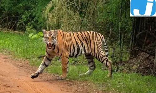 पलामू से दलमा तक बाघों की आवाजाही, बाघिनों की कमी बनी बड़ी चिंता पलामू से दलमा तक बाघों की आवाजाही, बाघिनों की कमी बनी बड़ी चिंता