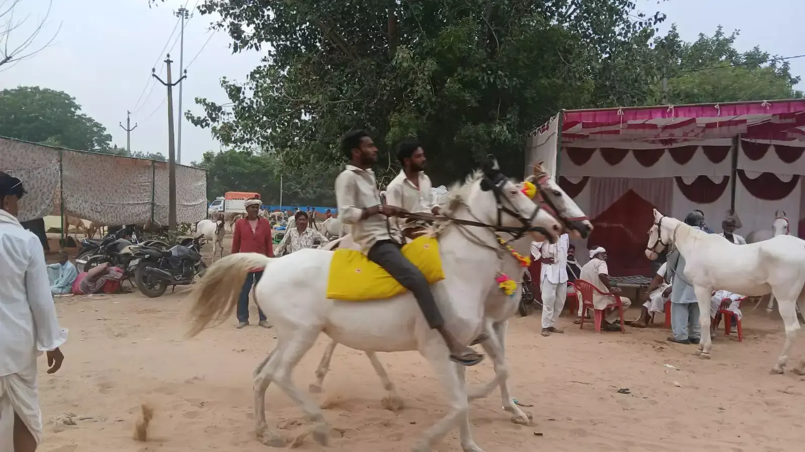 जयपुर में गधों का मेला शुरू होने को तैयार, घोड़े-खच्चर भी बिकेंगे जयपुर में गधों का मेला शुरू होने को तैयार, घोड़े-खच्चर भी बिकेंगे
