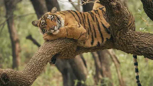 सिमिलिपाल घूमने का बना रहे प्लान? जान लें प्रवेश का समय और जरूरी नियम