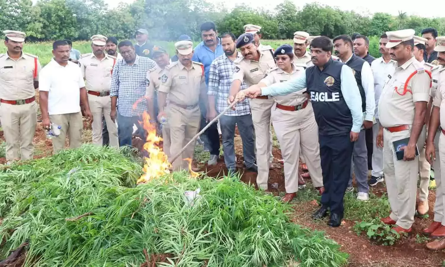 Andhra: पुलिस ने दुथलूर में गांजा की खेती करते हुए 6 लोगों को गिरफ्तार किया Andhra: पुलिस ने दुथलूर में गांजा की खेती करते हुए 6 लोगों को गिरफ्तार किया
