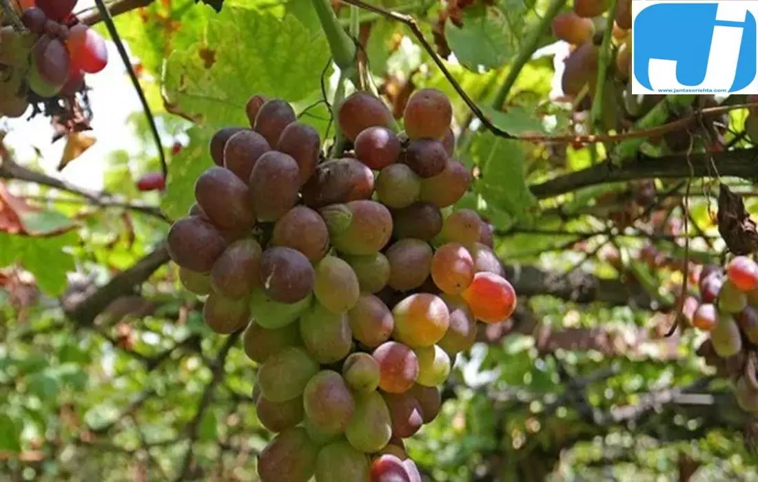 सेब की घाटी में अंगूरों का गांव, रेपोरा की खेती ने बनाई अलग पहचान सेब की घाटी में अंगूरों का गांव, रेपोरा की खेती ने बनाई अलग पहचान