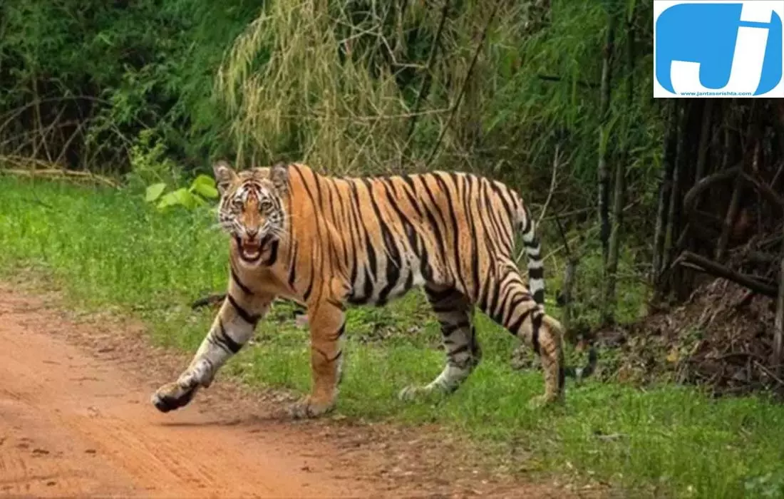 पलामू से दलमा तक बाघों की आवाजाही, बाघिनों की कमी बनी बड़ी चिंता पलामू से दलमा तक बाघों की आवाजाही, बाघिनों की कमी बनी बड़ी चिंता