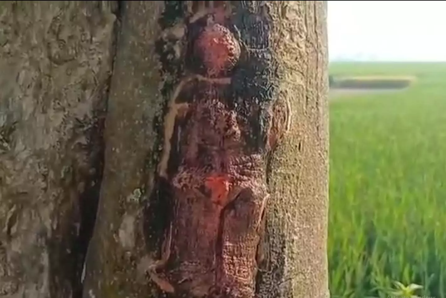 अनोखा नजारा: पेड़ पर हनुमान जी की आकृति दिखने का दावा, उमड़ी भीड़ अनोखा नजारा: पेड़ पर हनुमान जी की आकृति दिखने का दावा, उमड़ी भीड़