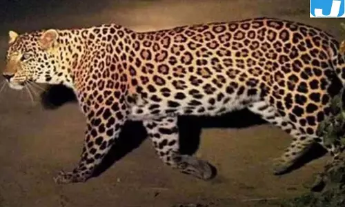 बागेश्वर के दर्शानी में गुलदार की दस्तक, परिजनों की सतर्कता आई काम