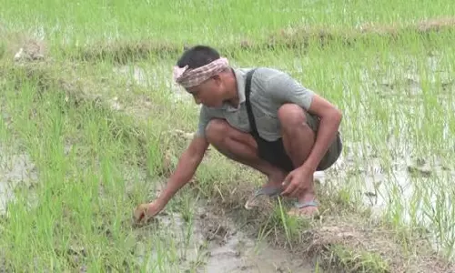 मणिपुर के किसानों की बढ़ी चिंता, धान पर दोहरे कीटों का हमला मणिपुर के किसानों की बढ़ी चिंता, धान पर दोहरे कीटों का हमला