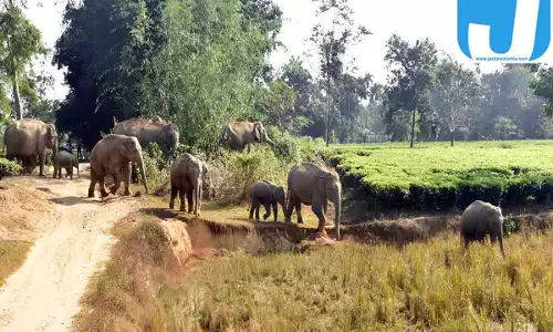 धान की फसल बचाने निकले किसान की मौत, हाथियों के डर से दहशत में ग्रामीण, 52 गजराजों का दल कर रहा विचरण