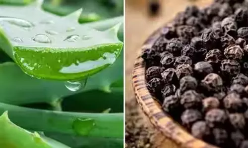 एलोवेरा उगाने का देसी जुगाड़, तेजी से होगा असर