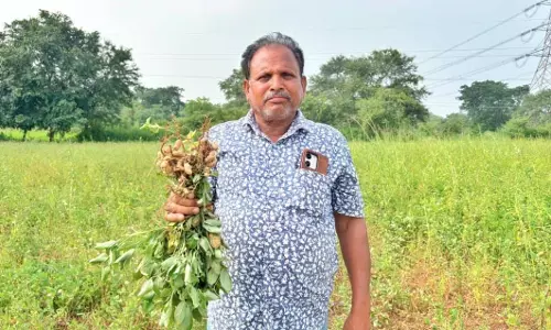 कृषक उन्नति योजना से प्रोत्साहित होकर किसान इंधर पटेल ने धान के बदले दो एकड़ में लगाई मूंगफली कृषक उन्नति योजना से प्रोत्साहित होकर किसान इंधर पटेल ने धान के बदले दो एकड़ में लगाई मूंगफली