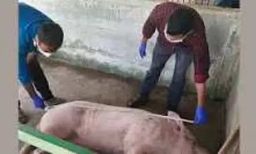 असम: ASF फैलने से सादिया में 30 दिनों के लिए मीट बैन