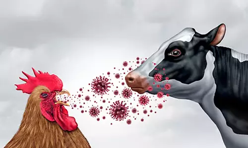 बर्ड फ्लू का नया मामला, गायों से इंसानों में संक्रमण