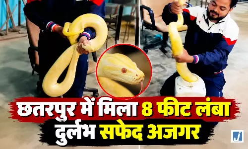 8 फीट लंबा दुर्लभ सफेद अजगर, देखकर सर्प विशेषज्ञ भी हैरान 8 फीट लंबा दुर्लभ सफेद अजगर, देखकर सर्प विशेषज्ञ भी हैरान