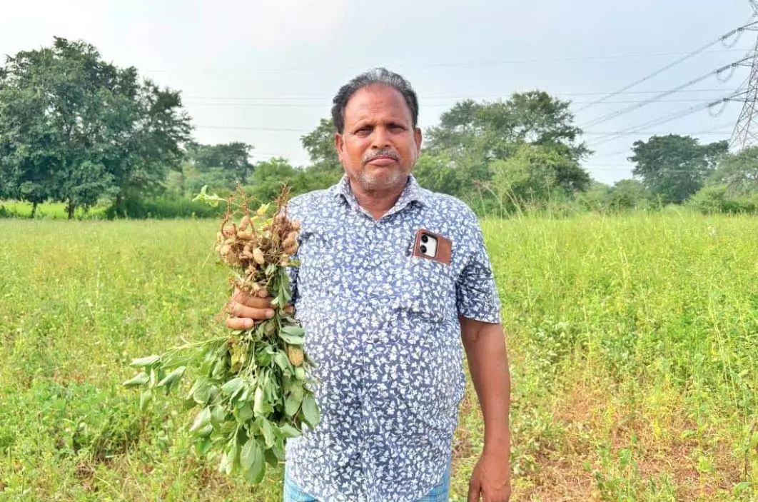 कृषक उन्नति योजना से प्रोत्साहित होकर किसान इंधर पटेल ने धान के बदले दो एकड़ में लगाई मूंगफली कृषक उन्नति योजना से प्रोत्साहित होकर किसान इंधर पटेल ने धान के बदले दो एकड़ में लगाई मूंगफली