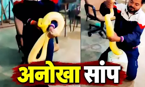 दुर्लभ सफेद अजगर ने उड़ाए सबके होश, पहले कभी नहीं देखा!