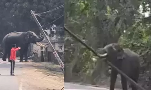 वाराणसी में हाथी का तांडव: महावत को पटककर किया घायल, बाइकें और बिजली के पोल तोड़े वाराणसी में हाथी का तांडव: महावत को पटककर किया घायल, बाइकें और बिजली के पोल तोड़े