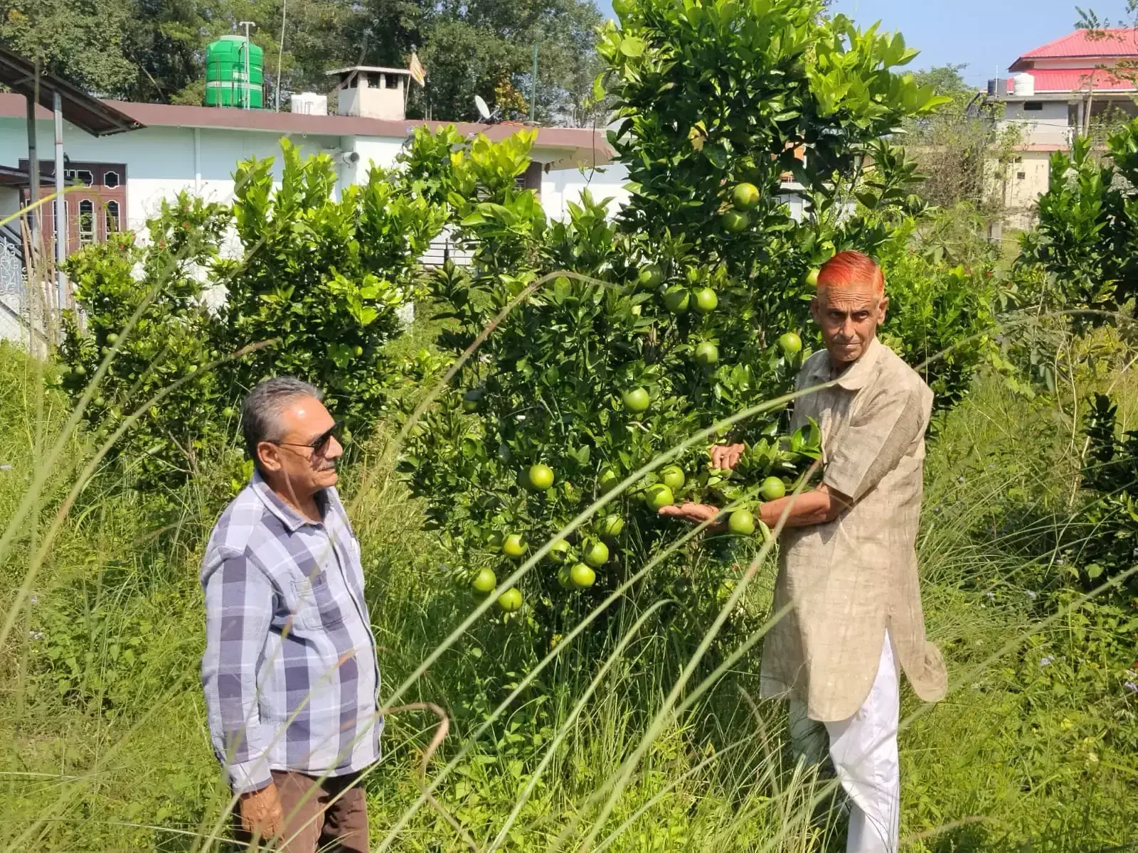 बंजर जमीन से चमकी किस्मत, मौसंबी की फसल पहुंच रही लुधियाना