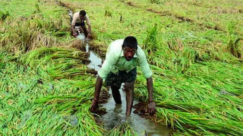 Andhra: गोदावरी का जलस्तर गिरा, किसान सिंचाई को लेकर चिंतित