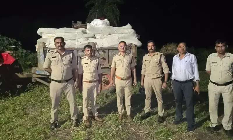नीमच और धार में गांजे की अवैध खेती पर शिकंजा, 34 क्विंटल से अधिक पौधे जब्त