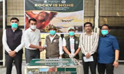 भारत से इंडोनेशिया लौटा दुर्लभ ओरांगुटान का बच्चा भारत से इंडोनेशिया लौटा दुर्लभ ओरांगुटान का बच्चा
