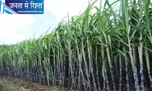 गन्ना किसानों को राहत, 1600 करोड़ की तैयारी
