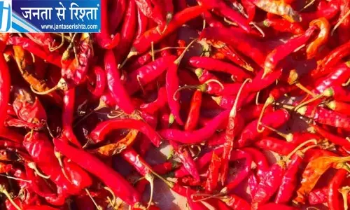 मिर्च की खेती से किसानों को 45 हजार तक की कमाई का मौका मिर्च की खेती से किसानों को 45 हजार तक की कमाई का मौका