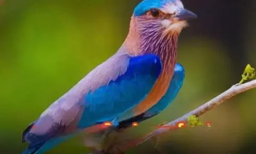 दशहरे पर नीलकंठ दर्शन और पान का महत्व