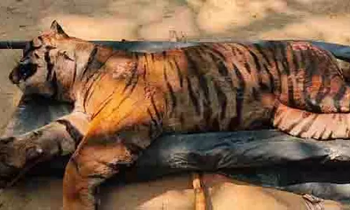 कान्हा टाइगर रिजर्व में 9 बाघों की मौत, वन विभाग अलर्ट कान्हा टाइगर रिजर्व में 9 बाघों की मौत, वन विभाग अलर्ट