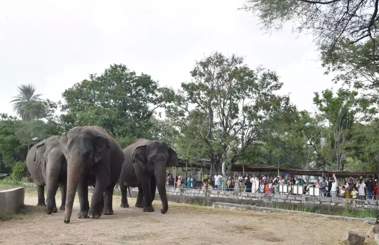 हैदराबाद: दशहरा की भीड़ के बीच नेहरू चिड़ियाघर में 20,480 पर्यटक आए हैदराबाद: दशहरा की भीड़ के बीच नेहरू चिड़ियाघर में 20,480 पर्यटक आए