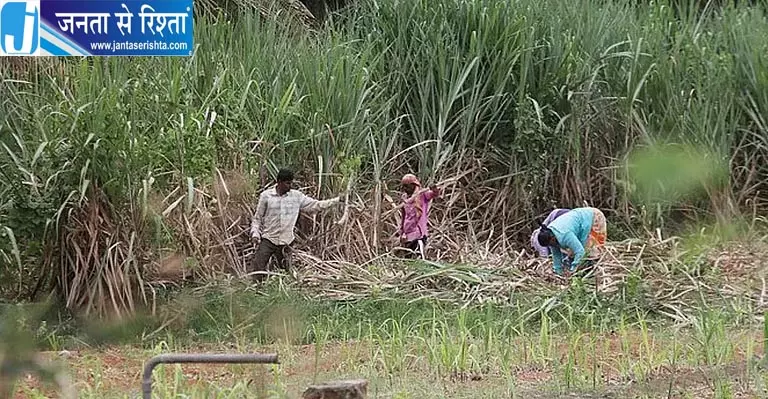 गन्ना किसानों के आंदोलन के बीच CM डीके शिवकुमार का बड़ा फैसला गन्ना किसानों के आंदोलन के बीच CM डीके शिवकुमार का बड़ा फैसला