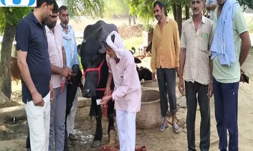 मुर्रा भैंस ने दिलाई पशुपालक को बड़ी कीमत, 7 लाख से अधिक में हुआ सौदा