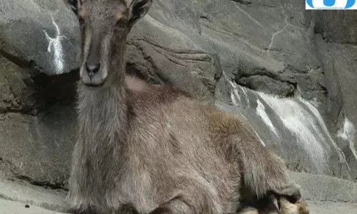 हिमाचल की दुर्गम पहाड़ियों का कुशल पर्वतारोही है हिमालयन ताहर, जानें इसकी खासियत हिमाचल की दुर्गम पहाड़ियों का कुशल पर्वतारोही है हिमालयन ताहर, जानें इसकी खासियत