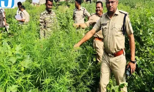 खेत में कपास-मिर्ची के बीच उग रहा था गांजा, पुलिस की दबिश से मचा हड़कंप खेत में कपास-मिर्ची के बीच उग रहा था गांजा, पुलिस की दबिश से मचा हड़कंप