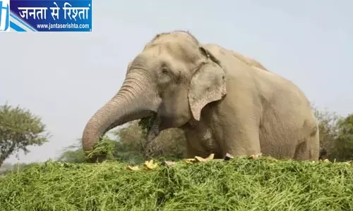 50 साल तक जंजीरों में कैद रहा हाथी राजू, अब बदल गई जिंदगी 50 साल तक जंजीरों में कैद रहा हाथी राजू, अब बदल गई जिंदगी