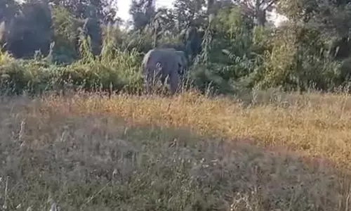 स्कूल के पास अचानक पहुंचा जंगली हाथी, ग्रामीणों में मची अफरातफरी स्कूल के पास अचानक पहुंचा जंगली हाथी, ग्रामीणों में मची अफरातफरी