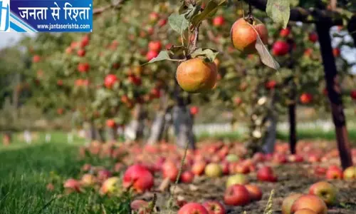 जम्मू-कश्मीर में 21 साल से अधूरी पड़ी सेब उत्पादकों की योजना, केंद्र ने मांगे 4.16 करोड़ रुपये जम्मू-कश्मीर में 21 साल से अधूरी पड़ी सेब उत्पादकों की योजना, केंद्र ने मांगे 4.16 करोड़ रुपये