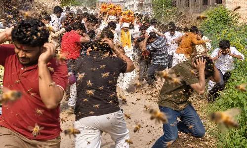 देवास में मधुमक्खियों का आतंक, 11 ग्रामीण घायल देवास में मधुमक्खियों का आतंक, 11 ग्रामीण घायल
