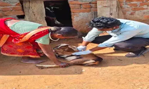बकरियों की स्वास्थ्य रक्षा के लिए चलाया जा रहा है सघन PPR टीकाकरण अभियान