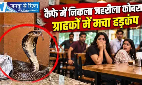 कैफे में निकला जहरीला कोबरा, ग्राहकों में मचा हड़कंप