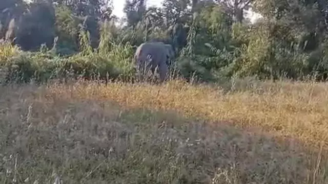 स्कूल के पास अचानक पहुंचा जंगली हाथी, ग्रामीणों में मची अफरातफरी स्कूल के पास अचानक पहुंचा जंगली हाथी, ग्रामीणों में मची अफरातफरी