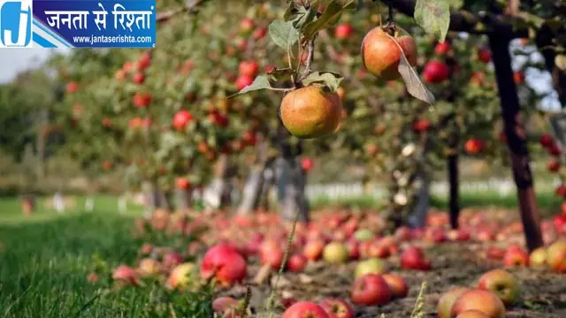 जम्मू-कश्मीर में 21 साल से अधूरी पड़ी सेब उत्पादकों की योजना, केंद्र ने मांगे 4.16 करोड़ रुपये जम्मू-कश्मीर में 21 साल से अधूरी पड़ी सेब उत्पादकों की योजना, केंद्र ने मांगे 4.16 करोड़ रुपये