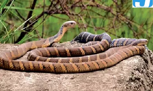 ठंडी पहाड़ियों में कैसे रहता है किंग कोबरा? नैनीताल के घोंसलों ने खोले रहस्य ठंडी पहाड़ियों में कैसे रहता है किंग कोबरा? नैनीताल के घोंसलों ने खोले रहस्य