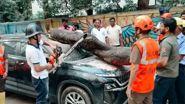 ठाणे में पेड़ गिरने की घटना, तीन वाहन क्षतिग्रस्त और एक घायल