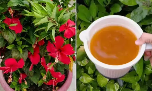 गुड़हल में भरपूर फूल खिलाने का सस्ता और आसान तरीका गुड़हल में भरपूर फूल खिलाने का सस्ता और आसान तरीका