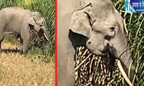 टस्कर हाथी का आतंक गांवों में घुसकर धान-गन्ने की फसल रौंदी टस्कर हाथी का आतंक गांवों में घुसकर धान-गन्ने की फसल रौंदी