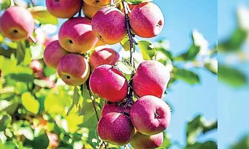 सेब-शहद से बनने वाला ड्रिंक बाजार में उतारेगा एचपीएमसी