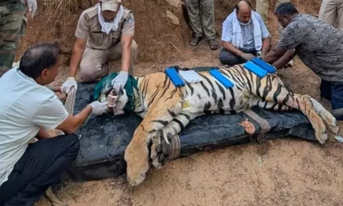 कान्हा में 7 महीने में 11 बाघों की मौत, संक्रमण फैलने की आशंका कान्हा में 7 महीने में 11 बाघों की मौत, संक्रमण फैलने की आशंका