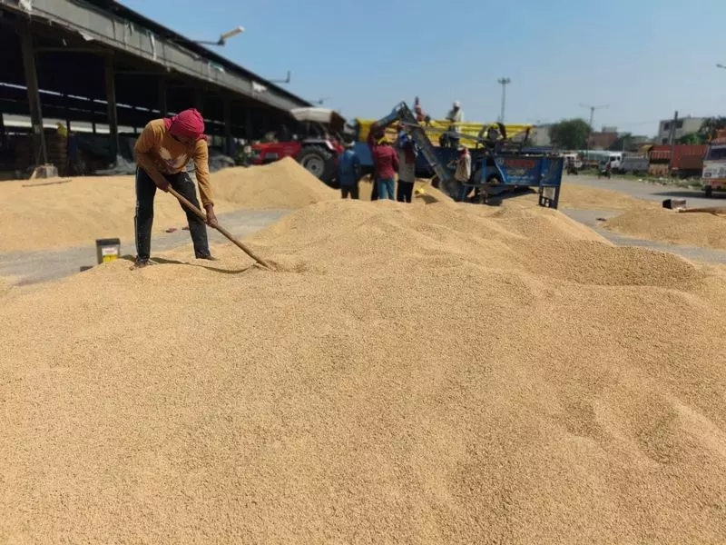 यमुनानगर के किसानों ने की मेरी फसल-मेरा ब्यौरा पोर्टल की मांग यमुनानगर के किसानों ने की मेरी फसल-मेरा ब्यौरा पोर्टल की मांग
